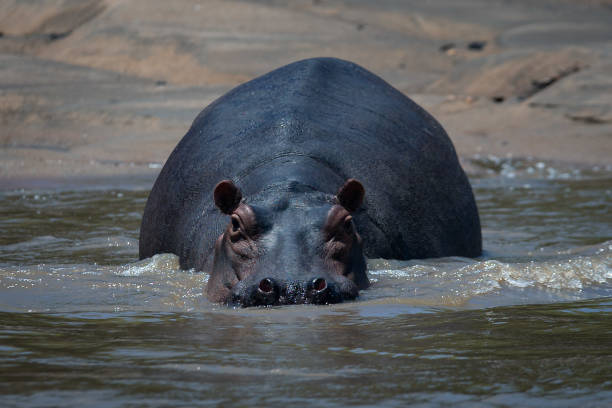 what is the attraction of saadani national park?